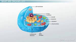 Maybe you would like to learn more about one of these? Non Membrane Bound Organelles Definition Examples Video Lesson Transcript Study Com