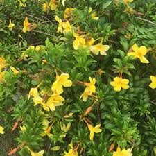 We did not find results for: Dipladenia Citrine Dipladenia Citrine Uploaded By Tevitatuifua