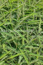 Image result for Aeschynomene indica