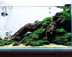 Aquarium Fish Aquariumfish Aquariumplants Aquariumlife Plantedaquarium Betta Akvaryum Balik Akvarist Istanbu Aquarium Fische Aquarienfische Aquarium