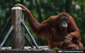 Selain perniagaan, zoo negara turut terkesan dengan keadaan sekarang. Zoo Negara Terima Rm1 Juta Sumbangan Rakyat Pelbagai Lapisan Free Malaysia Today Fmt