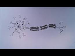 Cbse Class 10 Diagram Of Neuron For Board Exam 2019 Very Very Important Youtube Human Heart Diagram Heart Diagram Teaching Biology