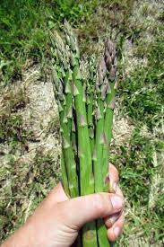 This is most likely so you will buy more crowns to plant. How To Grow Asparagus Like A Pro Gardener S Path