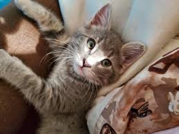 Supermodel Cats Supermodel Kitten In Training Cats Kitten Supermodels