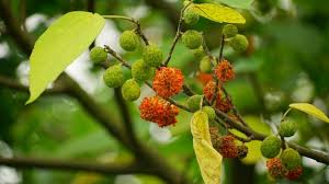 Image result for Broussonetia