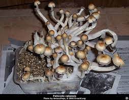 Fruiting Psilocybe Cubensis Stuffed Mushrooms Plant Illustration Psychoactive Plants