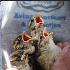See actions taken by the people who manage and post content. The Avian And Exotic Animal Clinic Of Arizona Home Facebook