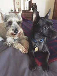 The sembawang animal quarantine station (saqs) provides quarantine facilities for imported dogs, cats, and small sembawang animal quarantine station 10 lorong chencharu singapore 769197. Pet Travel Spotlight Singapore Pet Quarantine Rules And Advice Petrelocation