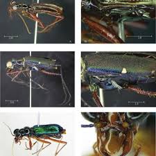 Las coanfitrionas originales, colombia y argentina, fueron descartadas. Pdf Escarabajos Tigre Coleoptera Carabidae Cicindelinae Del Pnn Gorgona Cauca Colombia