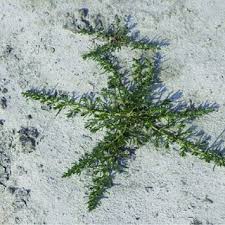 Image result for Suaeda articulata