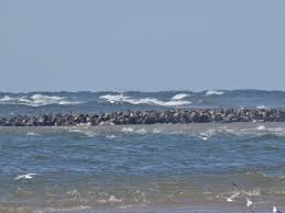 Head of the meadow beach. An Entire Sand Bar Full Of Seals Bild Von Head Of The Meadow Beach Truro Tripadvisor