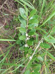 Image result for Eugenia capensis