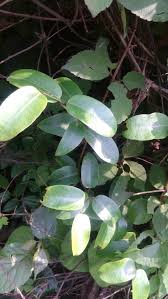 Image result for Cryptolepis oblongifolia