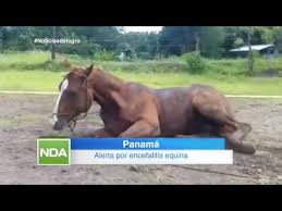 Approximately 30% of people with eee die and many survivors have ongoing neurologic problems. Alerta Por Encefalitis Equina En Panama Youtube