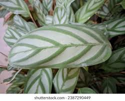 Image result for Ctenanthe marantifolia