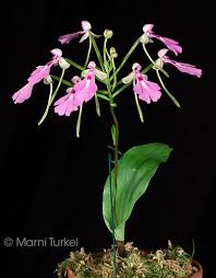 Image result for Cynorkis debilis