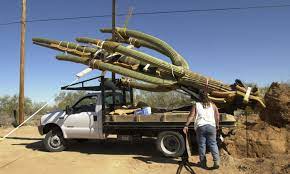 The saguaro is the tallest cactus in the united states, normally growing to be 40 feet tall. Can I Dig Up A Saguaro Tucson Com
