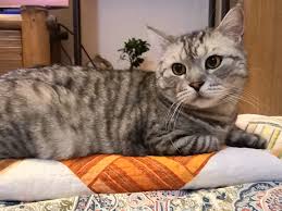 We are a small boutique british shorthair & selkirk rex breeder located in beautiful lehigh county of pennsylvania. British Shorthair Silver Tabby Startseite Facebook
