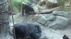 Macacos praticam sexo oral na frente de visitantes de um zoológico, nos EUA