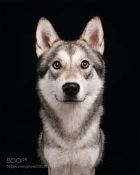 Wolamute By Wieselblitz Husky Hayvanlar Muhtesem Doga