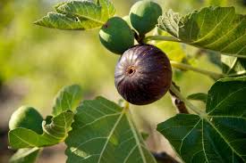 Strong wind, especially wind associated with tropical storms that saturate the soil, can cause fruit trees to lean and sometimes be totally uprooted. 10 Fruit Trees Good To Grow In The Uae