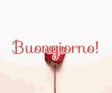 Sei alla ricerca di gif animate, immagini animate e animazioni gratuite? Buon Anniversario Amore Mio Gif