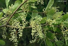 Image result for Combretaceae