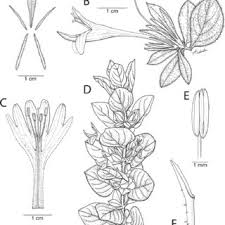 Image result for Barleria pseudosomalia