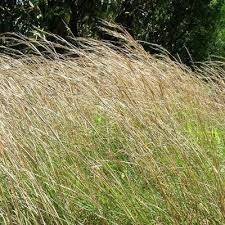 Image result for Andropogon gayanus