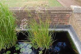 Image result for Butomopsis