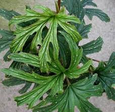 Image result for Begonia princeae