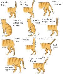 Kucing sering kali menunjukkan keterikatan emosional mereka melalui penempatan ekor. Selain Suara Kucing Marah 6 Ciri Ini Memberi Tanda Yang Sama
