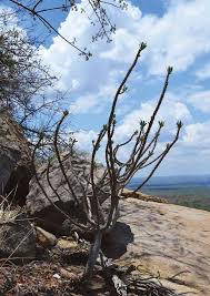 Image result for Monadenium pedunculatum