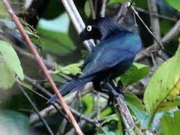 We love everyone and we know you love us too. Yellow Eyed Starling Aplonis Mystacea Birds Of The World