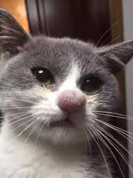Kedi Burnu Gordugunuzde Bir Degil Onlarca Opucuk Gerekecek Hayvan Komik Hayvan Evcil Hayvanlar