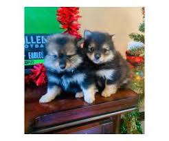 You will find pomeranian dogs for adoption and puppies for sale under the listings here. Pomeranian Puppy For Sale By Ownercalifornia Puppies For Sale Near Me