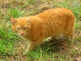 The mackerel tabby is the most common tabby cat available. Yellow Cats Yellow Eyed Red Mackerel Tabby Insolent Cat Russian Cats Pictures Yellow Cat Cats Tabby