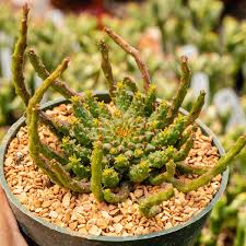 Image result for Euphorbia