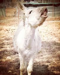 Donkey Listener On Instagram Jeb Says Happymonday I Am Excited About This Week I Ve Got Some Helpful Stuff Coming Out This Instagram Excited Coming Out