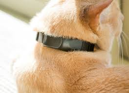 Track your cat where ever you are, and where ever your cat is! Gps Cat Tracking Collar Pawtrack