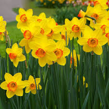 Seeds Narcissus White Daffodil Double Duo Spring Plant Flower Decor 100pcs Ebay Daffodil Gardening Daffodils Planting Daffodil Bulbs