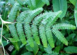 Image result for Acacia cornigera