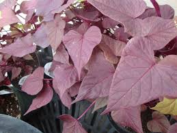 They are heat tolerant, enjoy a well drained mildly acidic to neutral soil with a ph of 6.0 to 6.5 and require watering on a regular schedule when in containers. Photo Of The Leaves Of Sweet Potato Vine Ipomoea Batatas Sweet Caroline Sweetheart Red Posted By Paul2032 Garden Org