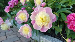 Our website is not available on sundays. Planting Margaret Truman Peony From Walmart Youtube