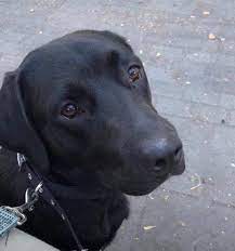 Labrador puppies for adoption near me. Rehoming Labradors Looking For A Home