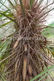 Image result for Triraphis schinzii