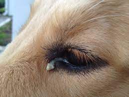Dog Eye Discharge In 2021 Dog Eyes Dog Remedies Dogs Eyes Problems