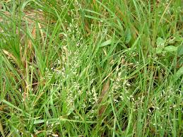 Image result for Eragrostis unioloides