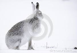 Wild Mountain Hare Sitting On Snow In The Scottish Highlands National Park The Cairngorms The Hares Are Native To Th Cairngorms National Park Cairngorms Wild