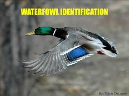 Ppt Waterfowl Identification Powerpoint Presentation Free